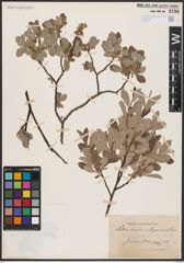 Foto von Salix aurita L. x Salix lapponum L.